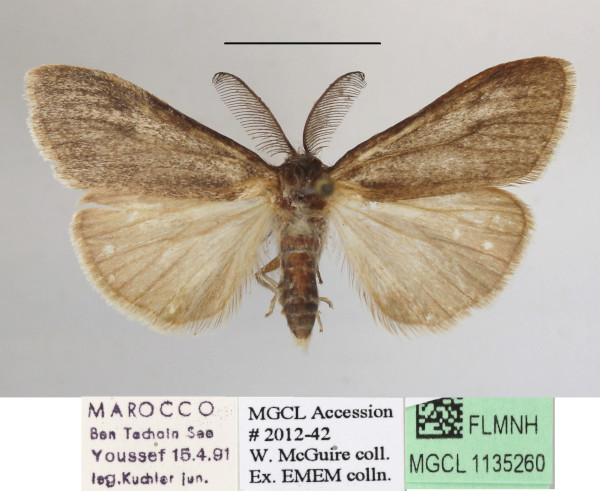 /filer/webapps/moths/media/images/I/innotata_Casama_A_MGCLa_01.JPG