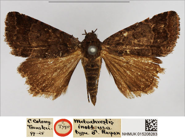 /filer/webapps/moths/media/images/I/inobtrusa_Metachrostis_STM_NHMUK.jpg