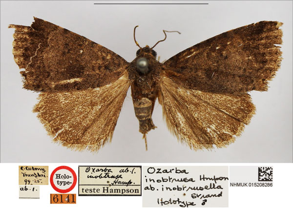 /filer/webapps/moths/media/images/I/inobtrusella_Ozarba_HT_NHMUK.jpg