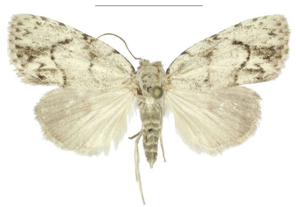 /filer/webapps/moths/media/images/I/inopinata_Ezishnola_AF_ANHRT.jpg