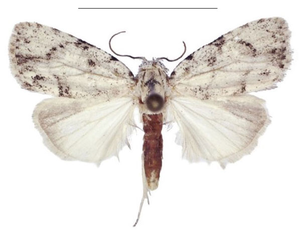/filer/webapps/moths/media/images/I/inopinata_Ezishnola_AM_ANHRT.jpg