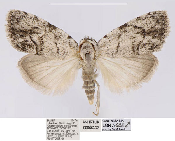 /filer/webapps/moths/media/images/I/inopinata_Ezishnola_PTM_ANHRT_msjEPjP.jpg