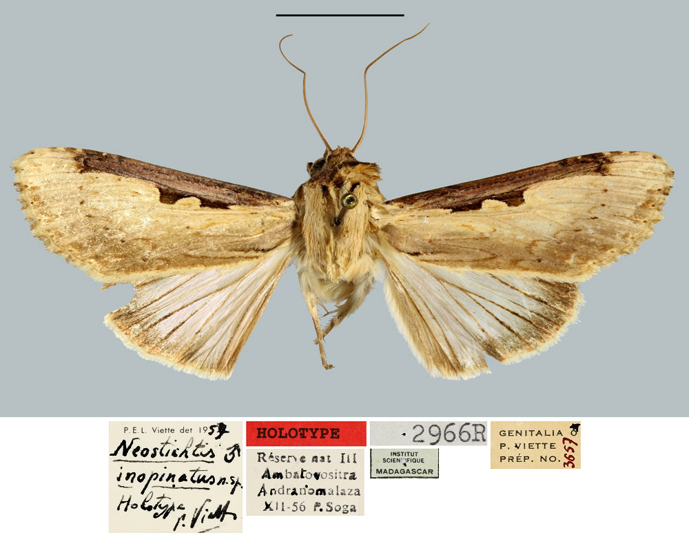 /filer/webapps/moths/media/images/I/inopinatus_Neostichtis_HT_MNHN.jpg