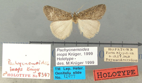/filer/webapps/moths/media/images/I/inops_Pachycnemoides_HT_TMSA.jpg