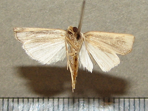 /filer/webapps/moths/media/images/I/inornata_Ancylolomia_A_Goffb_01.jpg