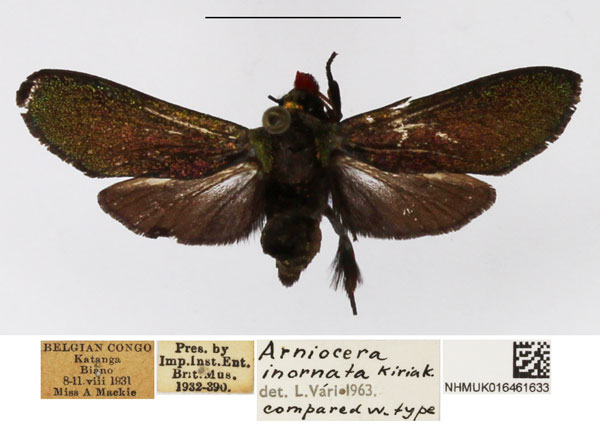 /filer/webapps/moths/media/images/I/inornata_Arniocera_A_NHMUK_01.jpg