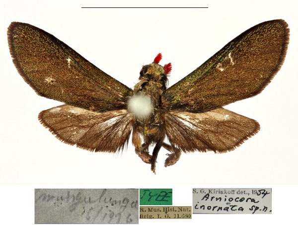 /filer/webapps/moths/media/images/I/inornata_Arniocera_HT_RBINS.jpg