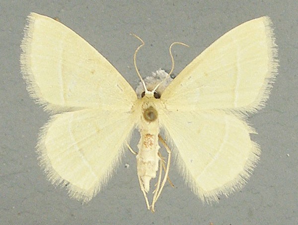 /filer/webapps/moths/media/images/I/inornata_Chlorissa_AF_TMSA.jpg