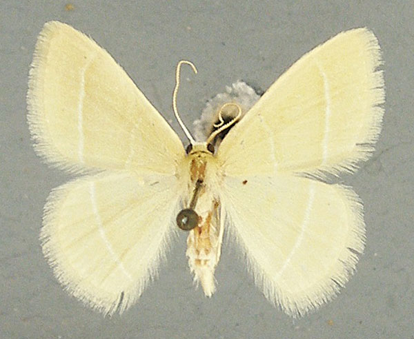 /filer/webapps/moths/media/images/I/inornata_Chlorissa_AM_TMSA.jpg