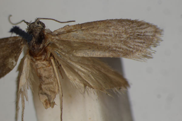 /filer/webapps/moths/media/images/I/inornata_Galactica_HT_BMNH.jpg