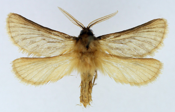 /filer/webapps/moths/media/images/I/inornata_Gorgopis_AM_TMSA_01.jpg