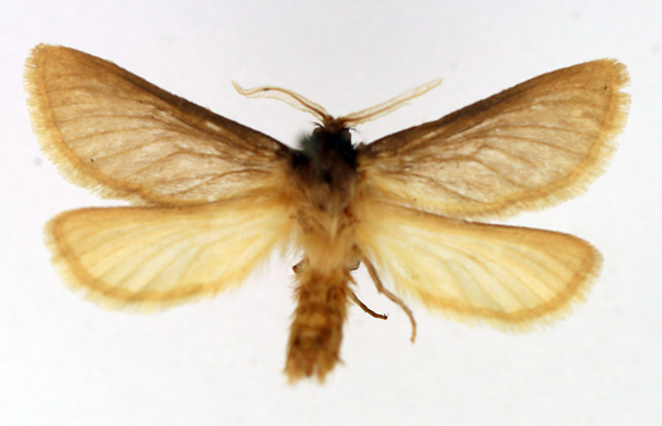 /filer/webapps/moths/media/images/I/inornata_Gorgopis_AM_TMSA_02.jpg
