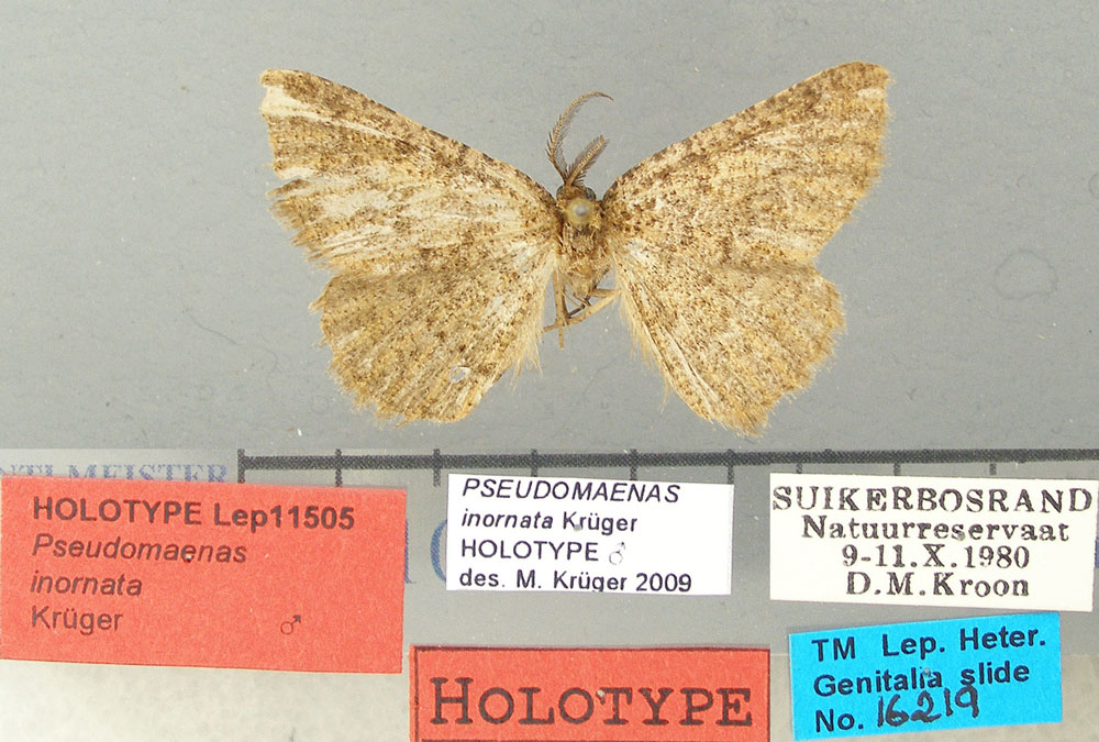 /filer/webapps/moths/media/images/I/inornata_Pseudomaenas_HT_TMSA.jpg