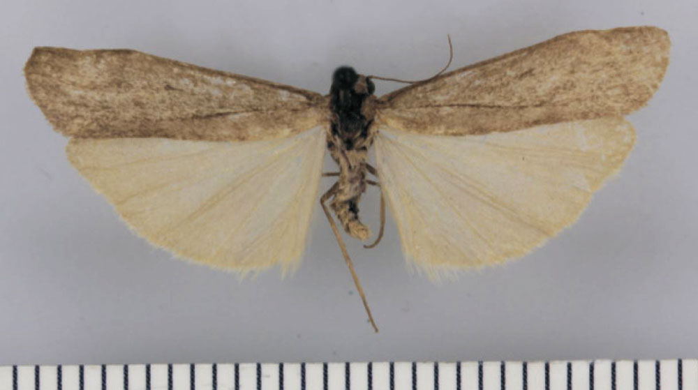 /filer/webapps/moths/media/images/I/inornatum_Entephrilema_HT_TMSA.jpg