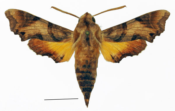 /filer/webapps/moths/media/images/I/inornatum_Temnora_AM_Basquina.jpg