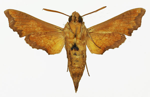/filer/webapps/moths/media/images/I/inornatum_Temnora_AM_Basquinb.jpg