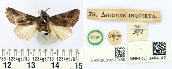 /filer/webapps/moths/media/images/I/inquieta_Agrotis_HT_BMNH.jpg