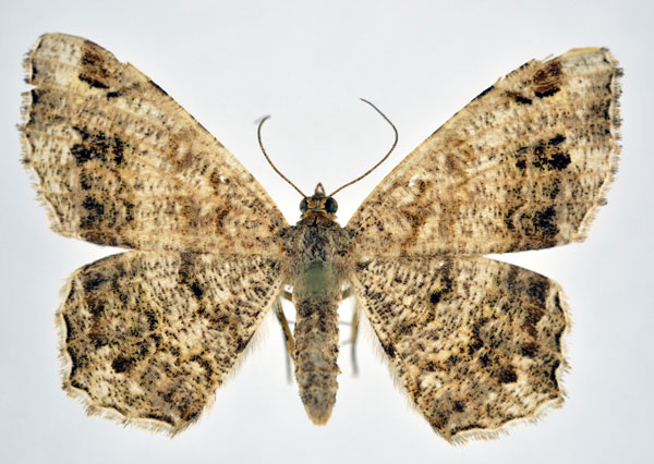 /filer/webapps/moths/media/images/I/inquinata_Chiasmia_AF_NHMO.jpg