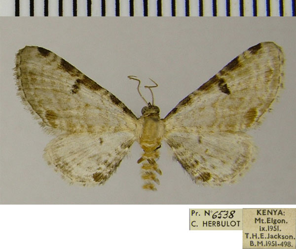 /filer/webapps/moths/media/images/I/inquinata_Eupithecia_AM_ZSM.jpg