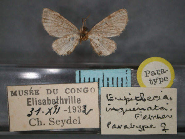 /filer/webapps/moths/media/images/I/inquinata_Eupithecia_HT_RMCA_02.jpg