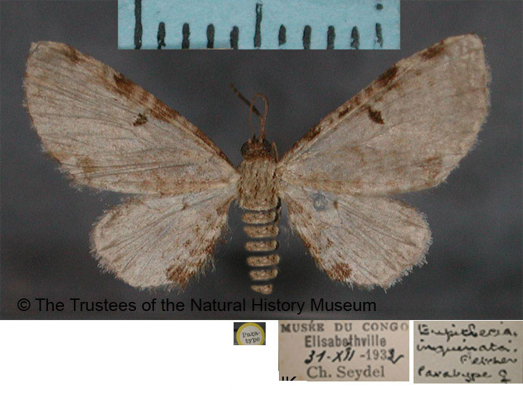 /filer/webapps/moths/media/images/I/inquinata_Eupithecia_PTF_BMNH.jpg