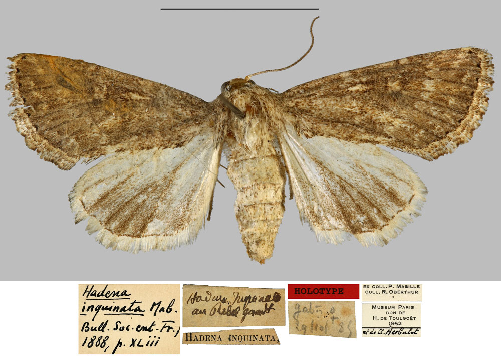 /filer/webapps/moths/media/images/I/inquinata_Hadena_HT_MNHN.jpg