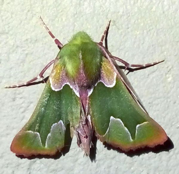 /filer/webapps/moths/media/images/I/insciata_Drepanogynis_AM_Grobler.jpg