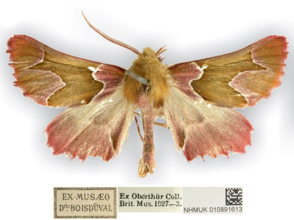 /filer/webapps/moths/media/images/I/insciata_Drepanogynis_AM_NHMUK.jpg