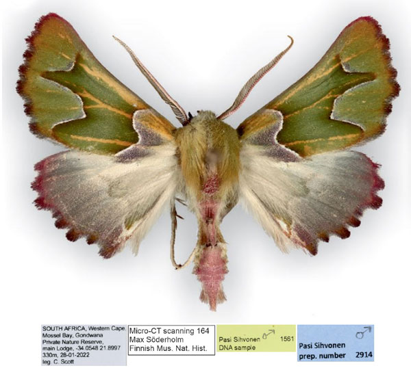 /filer/webapps/moths/media/images/I/insciata_Drepanogynis_AM_Staude.jpg