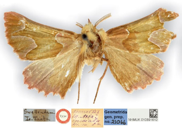 /filer/webapps/moths/media/images/I/insciata_Drepanogynis_HT_NHMUK.jpg