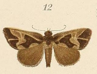 /filer/webapps/moths/media/images/I/inscripta_Bryophila_STM_Voeltzkow_6-12.jpg