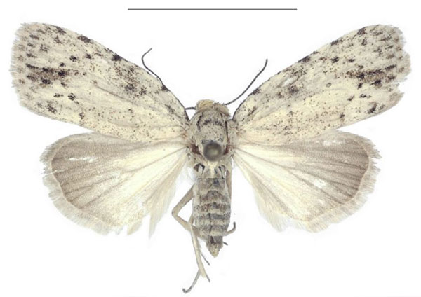 /filer/webapps/moths/media/images/I/inscripta_Ezishnola_HT_ANHRT.jpg