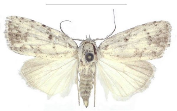 /filer/webapps/moths/media/images/I/inscripta_Ezishnola_PTM_ANHRT.jpg