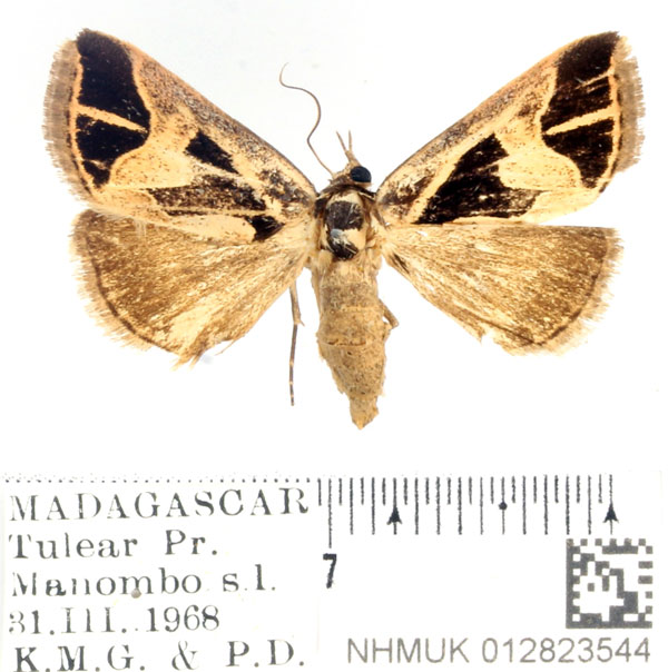 /filer/webapps/moths/media/images/I/inscripta_Parafodina_AF_BMNH_02.jpg