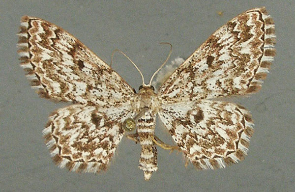 /filer/webapps/moths/media/images/I/inscriptata_Scopula_AF_TMSA_02.jpg