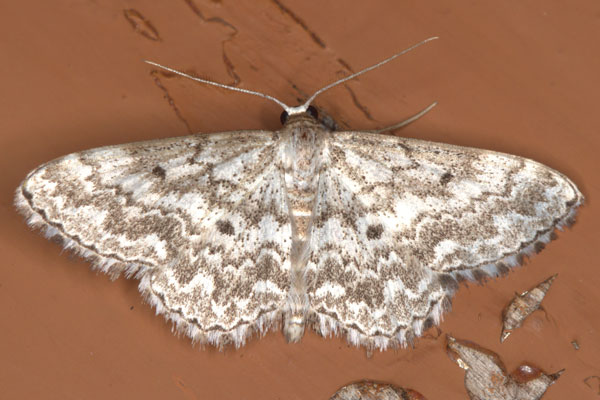 /filer/webapps/moths/media/images/I/inscriptata_Scopula_A_Heyns_01.jpg