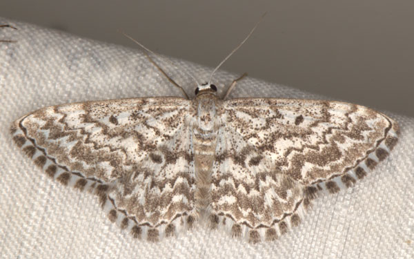 /filer/webapps/moths/media/images/I/inscriptata_Scopula_A_Heyns_02.jpg
