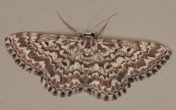/filer/webapps/moths/media/images/I/inscriptata_Scopula_A_Heyns_03.jpg