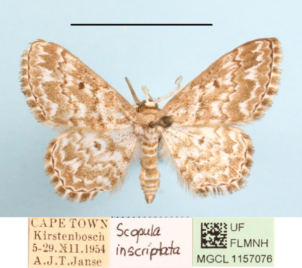 /filer/webapps/moths/media/images/I/inscriptata_Scopula_A_MGCLa_01.JPG