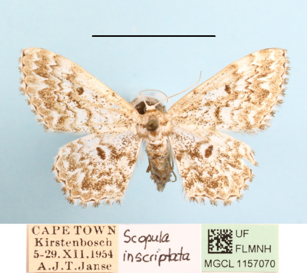 /filer/webapps/moths/media/images/I/inscriptata_Scopula_A_MGCLa_02.JPG
