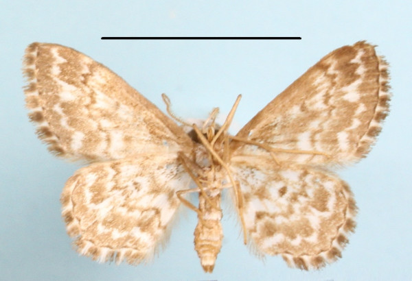 /filer/webapps/moths/media/images/I/inscriptata_Scopula_A_MGCLb_01.JPG