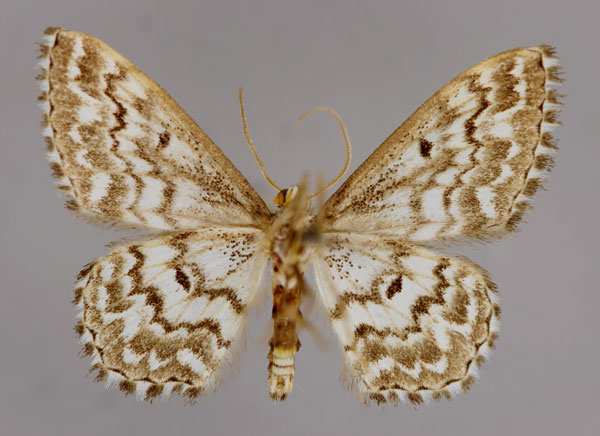 /filer/webapps/moths/media/images/I/inscriptata_Scopula_A_ZSM_02.jpg