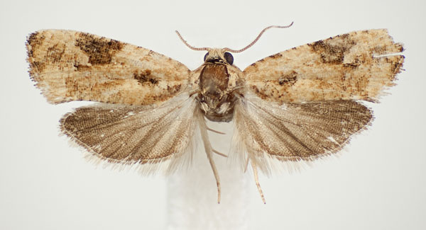 /filer/webapps/moths/media/images/I/insellata_Paraeccopsis_AF_BMNH.jpg