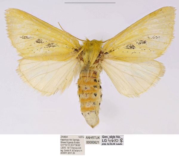 /filer/webapps/moths/media/images/I/insignata_Antheua_AF_ANHRT.jpg
