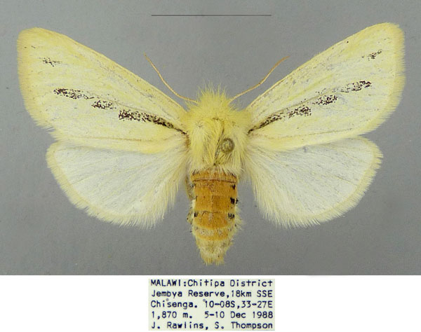 /filer/webapps/moths/media/images/I/insignata_Antheua_AF_CMNH.jpg