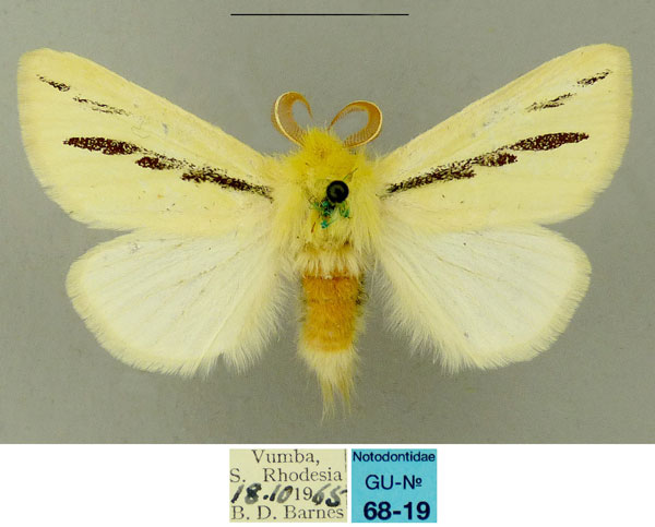 /filer/webapps/moths/media/images/I/insignata_Antheua_AM_Schintlmeister.jpg