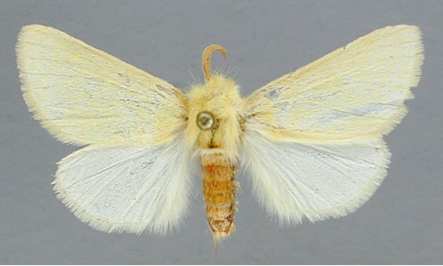 /filer/webapps/moths/media/images/I/insignata_Antheua_A_RMCA.jpg