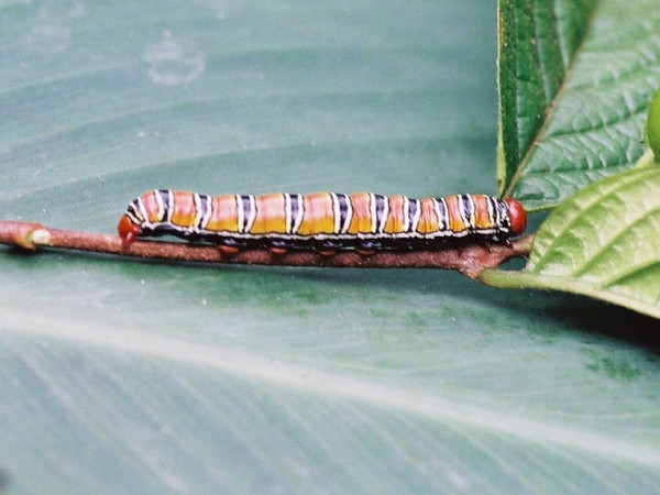 /filer/webapps/moths/media/images/I/insignata_Antheua_C_Latham.jpg