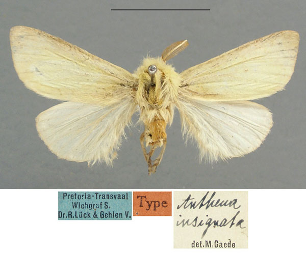 /filer/webapps/moths/media/images/I/insignata_Antheua_LT_TMSA.jpg