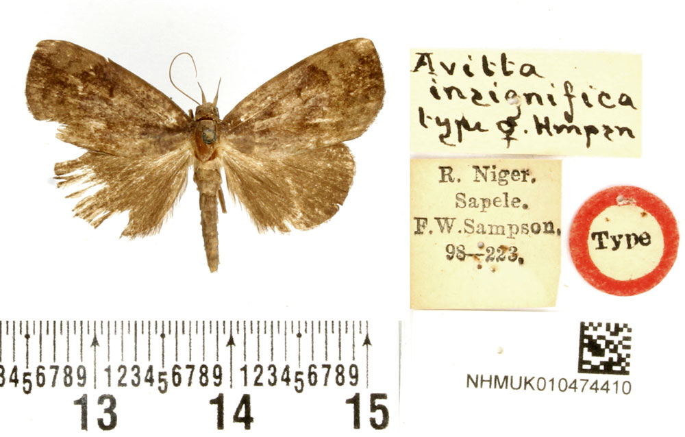 /filer/webapps/moths/media/images/I/insignifica_Avitta_HT_BMNH.jpg